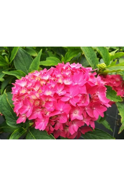 Декоративна квітка Hydrangea Macrophylla Hornli крупним планом із деталізованими текстурами пелюсток.